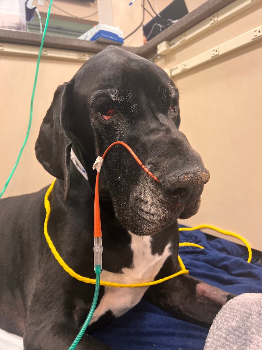 Oradell Animal Hospital - Paramus, photo 3