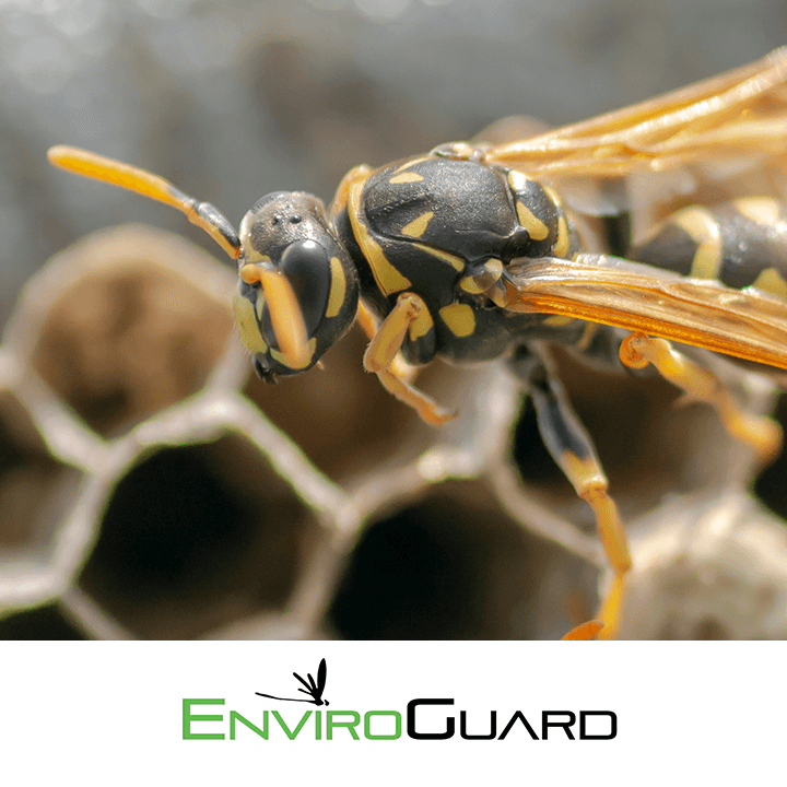 EnviroGuard Pest Control