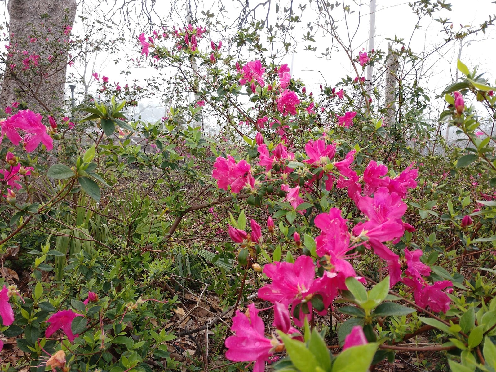 Lannie Rowe Park, photo 3