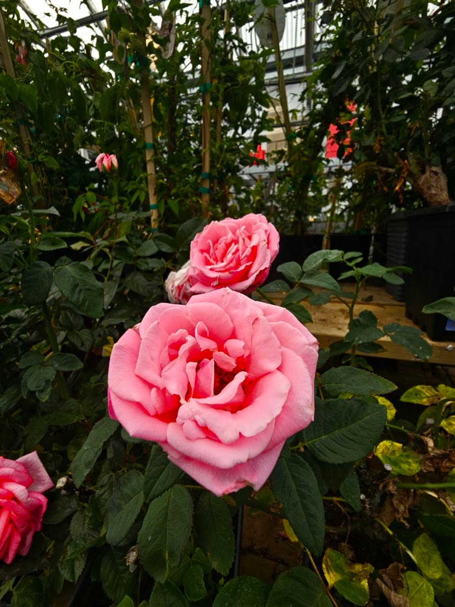 Garden Centre at RONA, photo 2