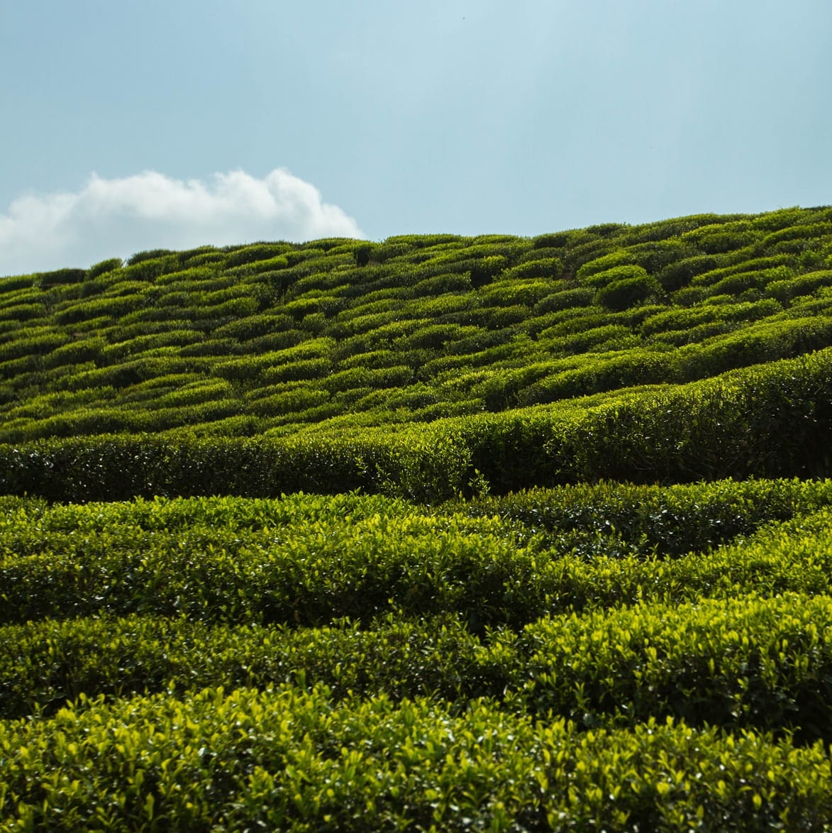 Tealet, photo 3