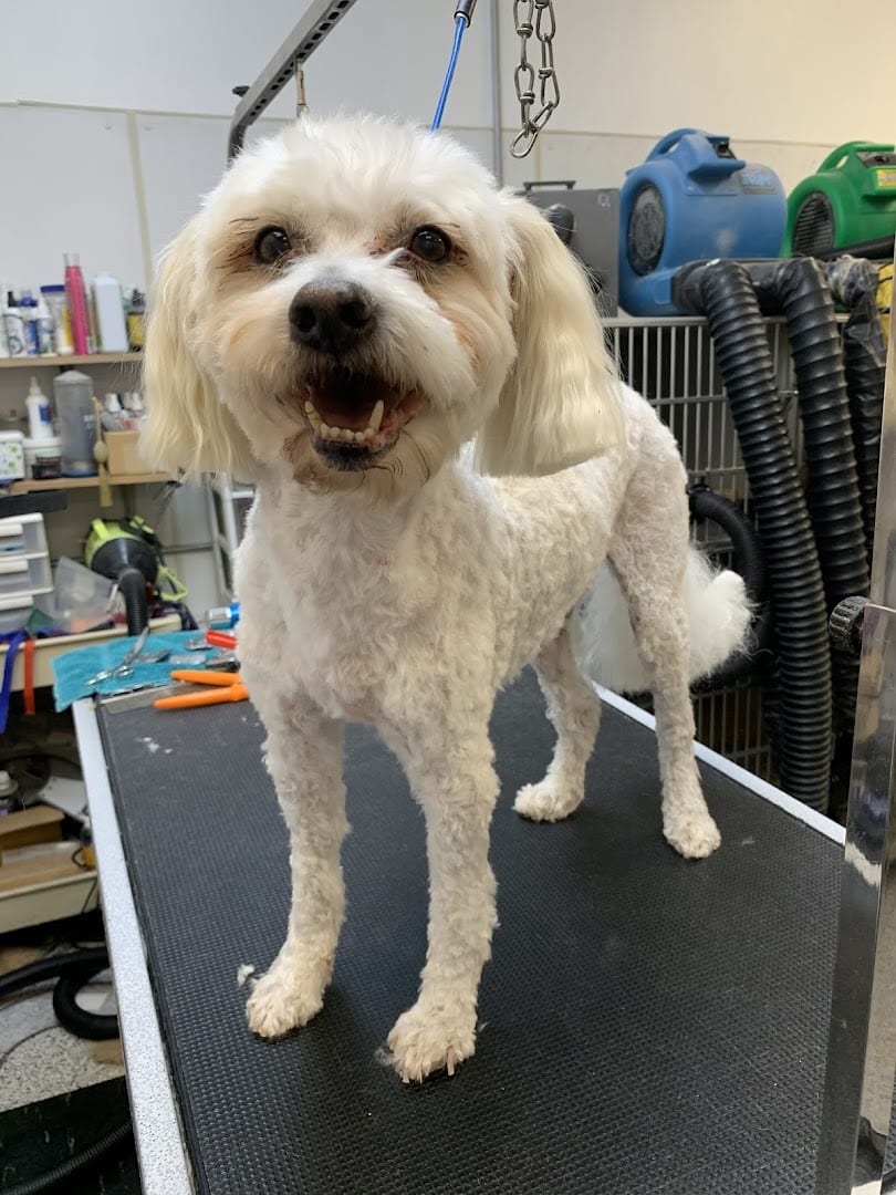 Ace Grooming By Sara, photo 2