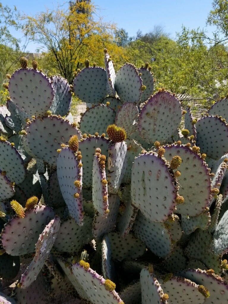 Vista del Rio Cultural Resource Park, photo 3