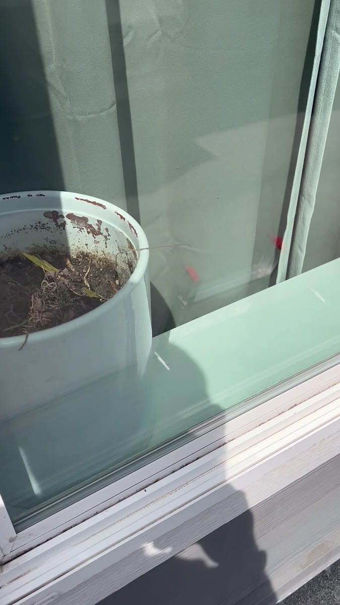 Mountain View Window Washing, photo 3