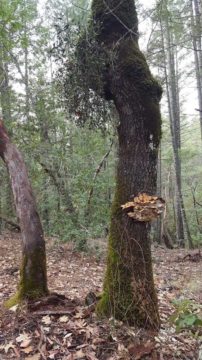 Las Posadas State Forest