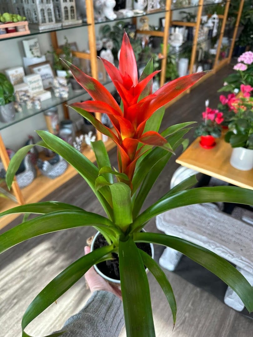 Plumeria Botanical Boutique, photo 4