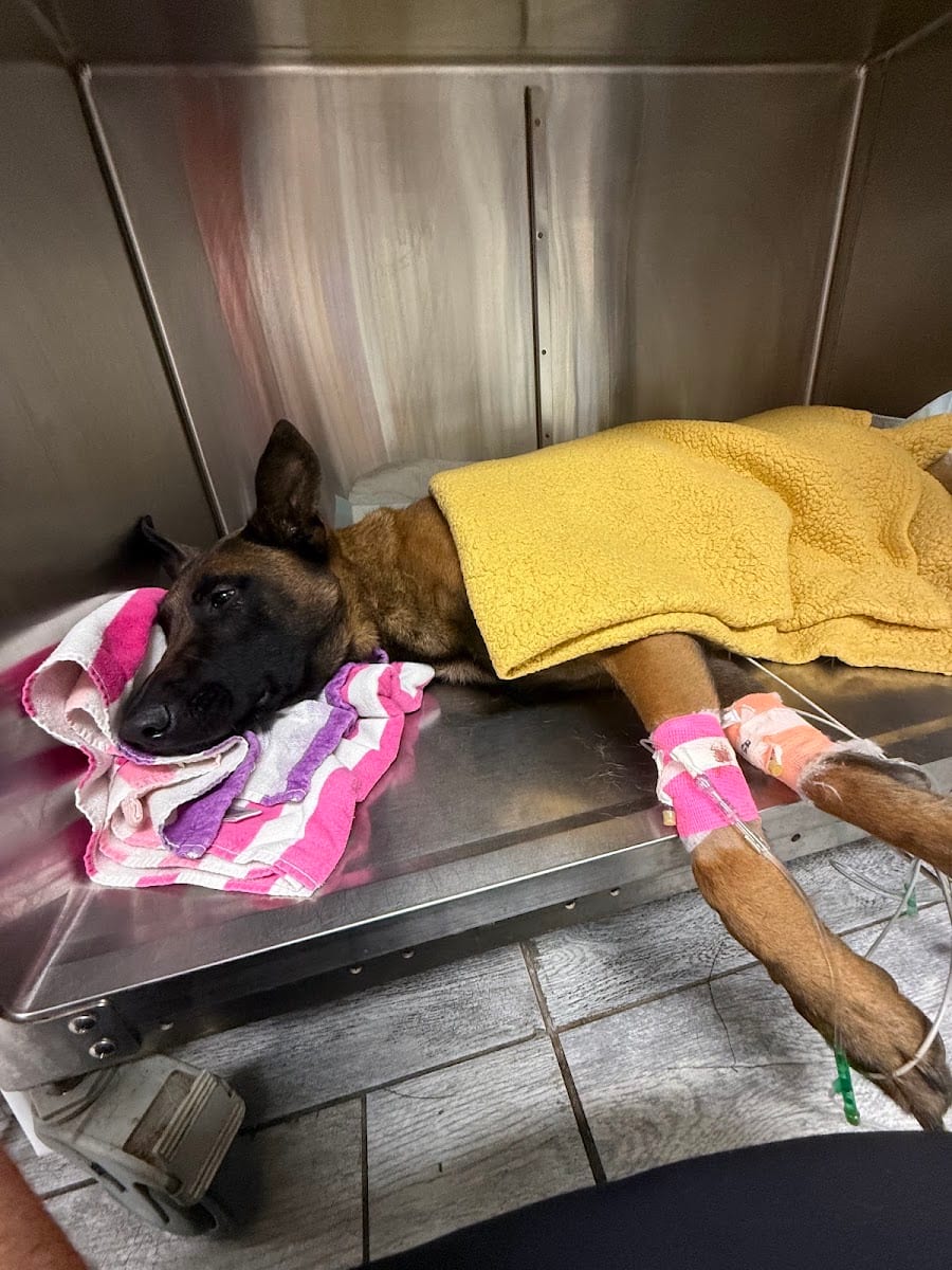 Northwest Georgia Veterinary Emergency Center