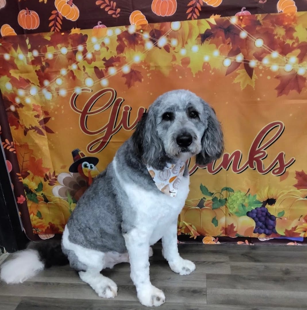 Aria’s Pawsitive Grooming LLC, photo 2