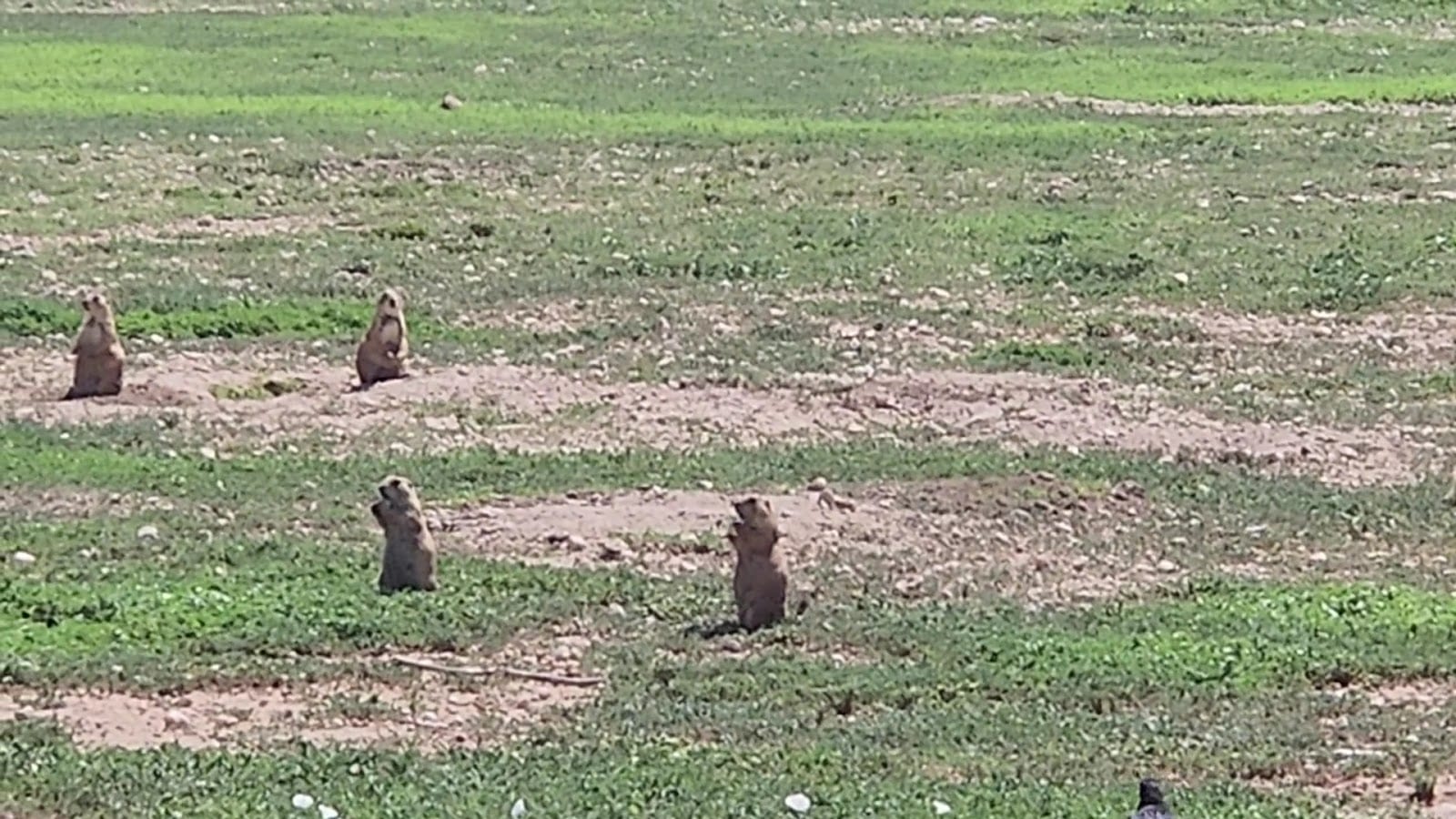 Prairie Dog Town, photo 2