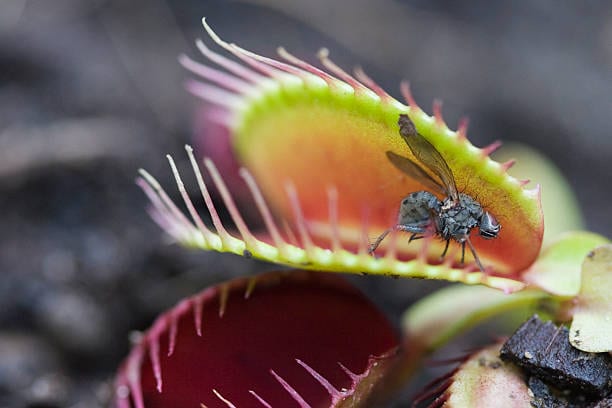 The Plants That Eat Bugs: Joburg Has a Garden Full of Tiny Predators