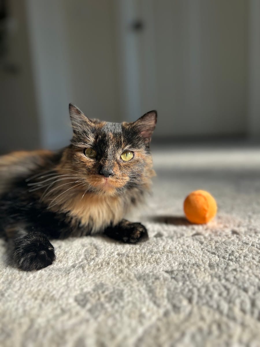 Mill Creek Veterinary Care Center