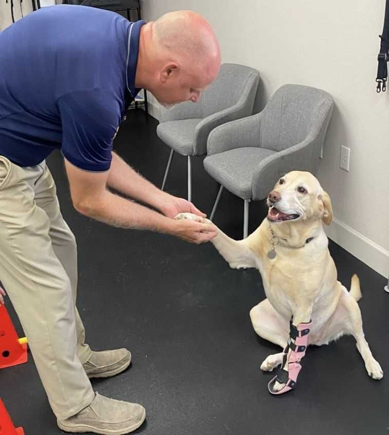 Pet Ortho Braces
