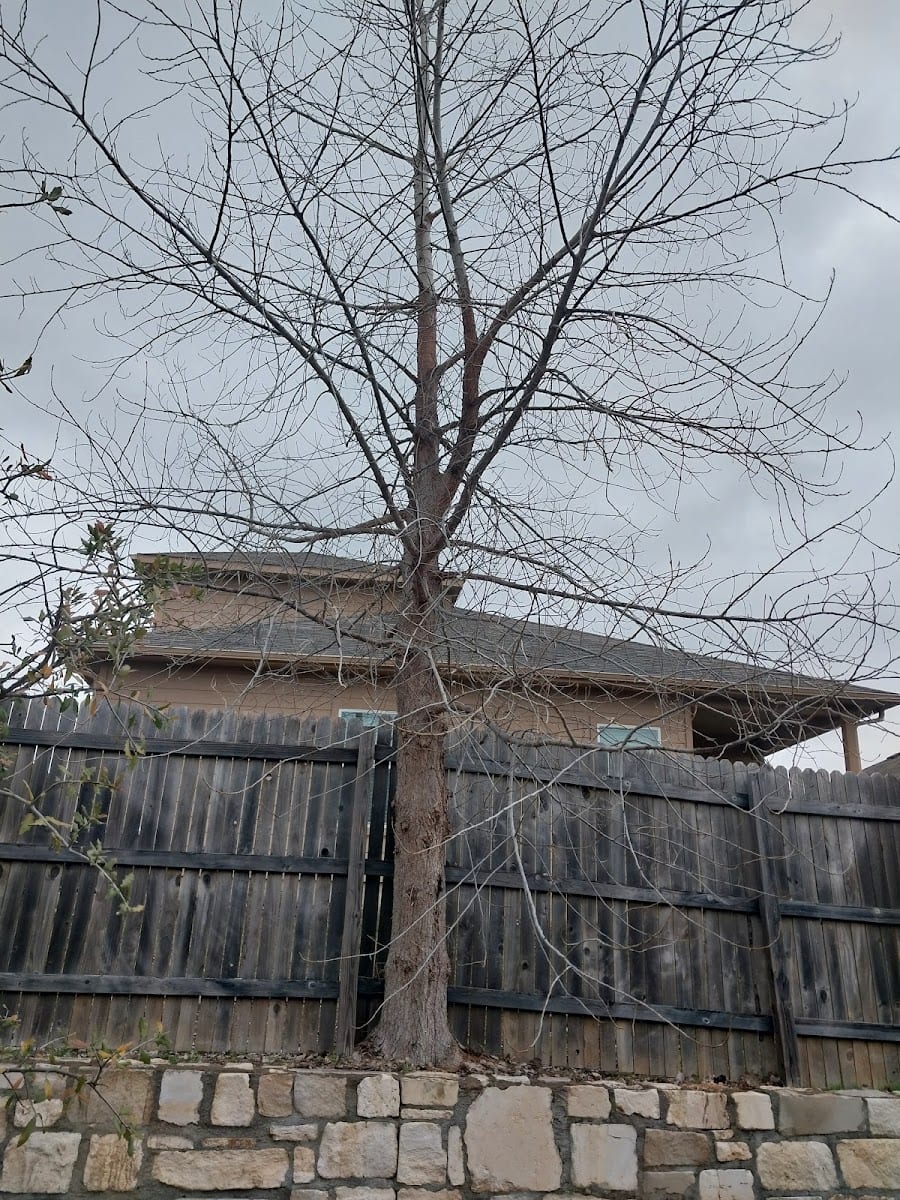 Rodriguez Landscape & Service, photo 2