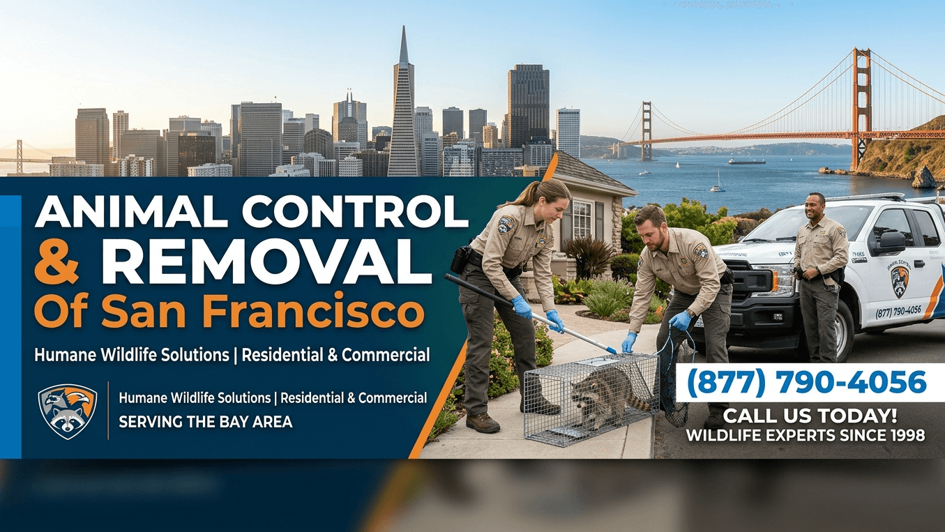 Animal Control & Removal Of San Francisco, photo 3