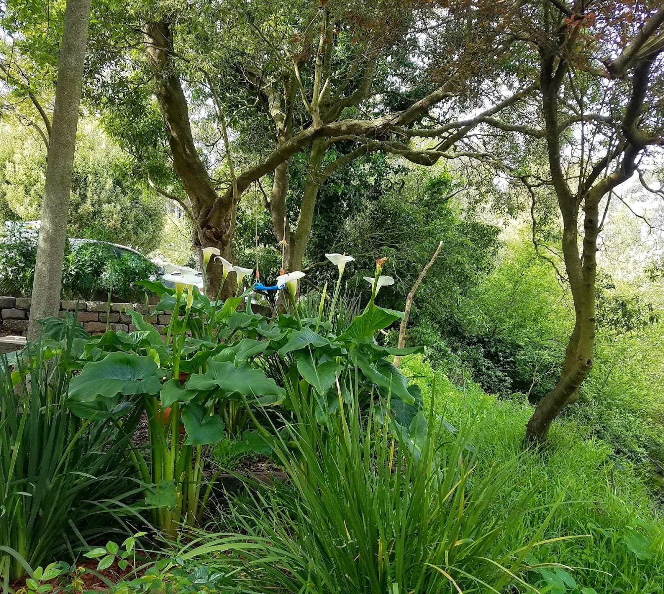 Edgewood Trail, photo 3