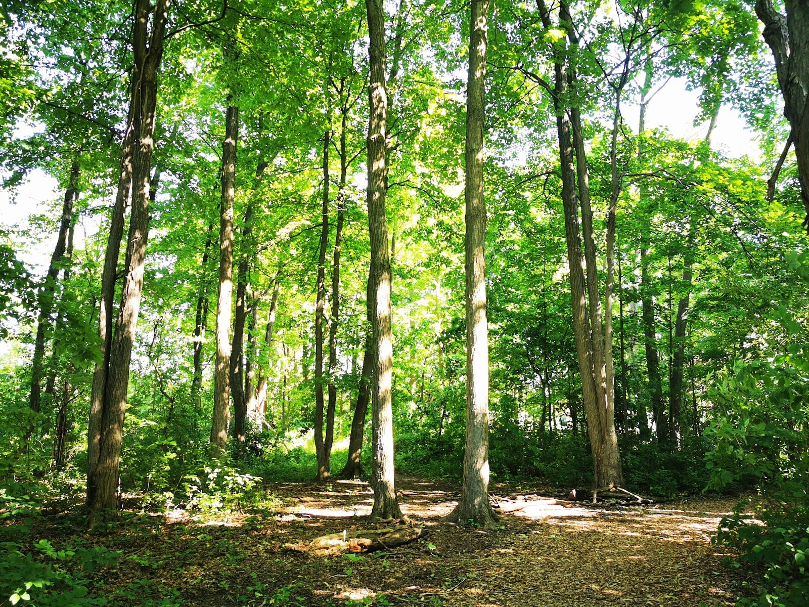 Richvale Greenway Park, photo 3