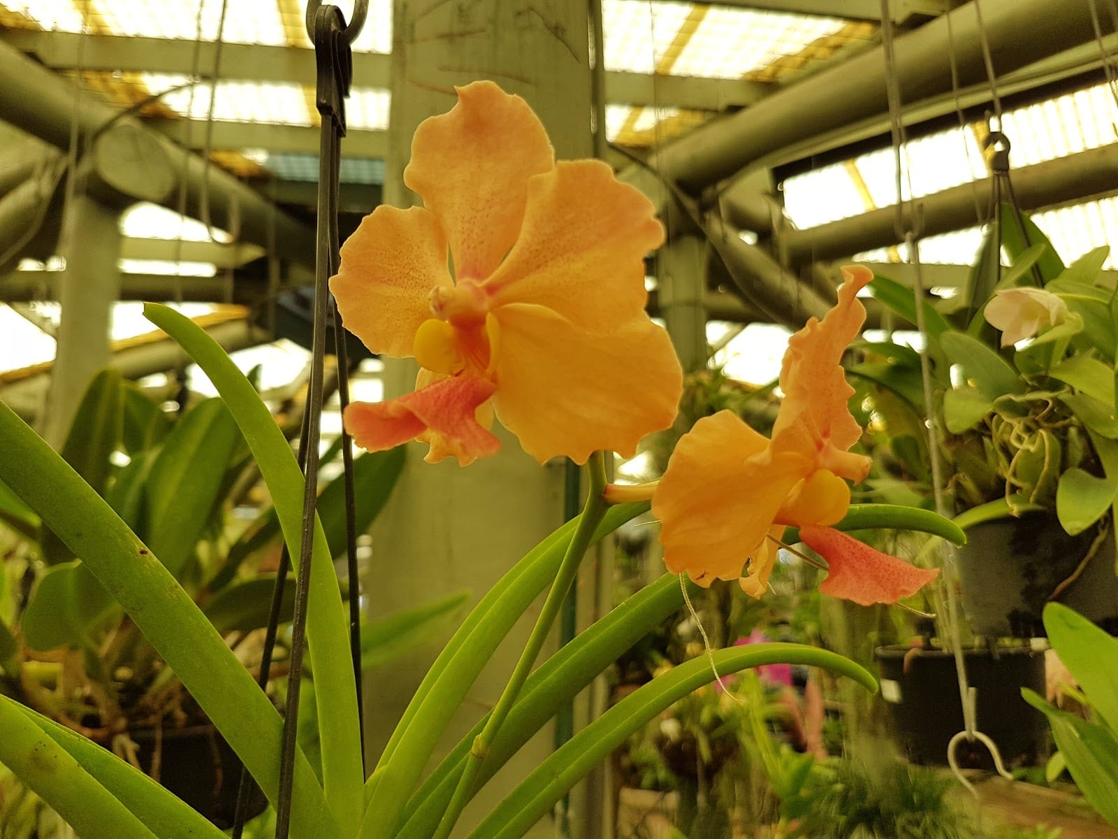 Mackay Orchid House, photo 3