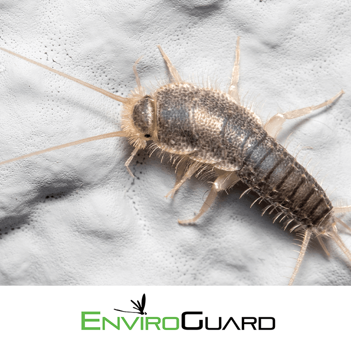 EnviroGuard Pest Control, photo 2