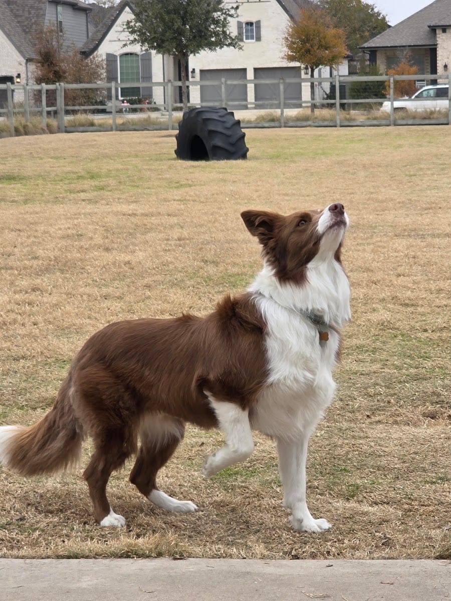 Harvest Bark Park - Small Dogs, photo 3