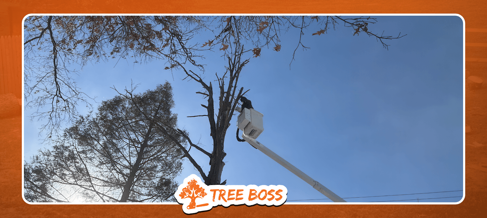 Tree Boss