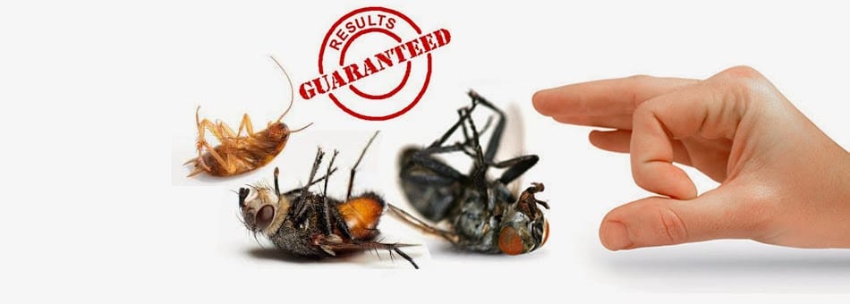 Bug-Man Pest Service, photo 2