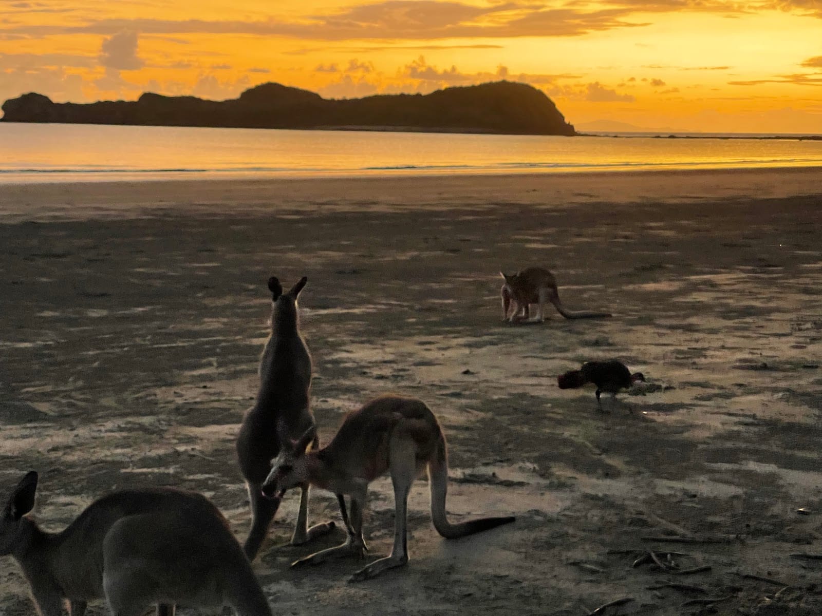 Cape Hillsborough Park