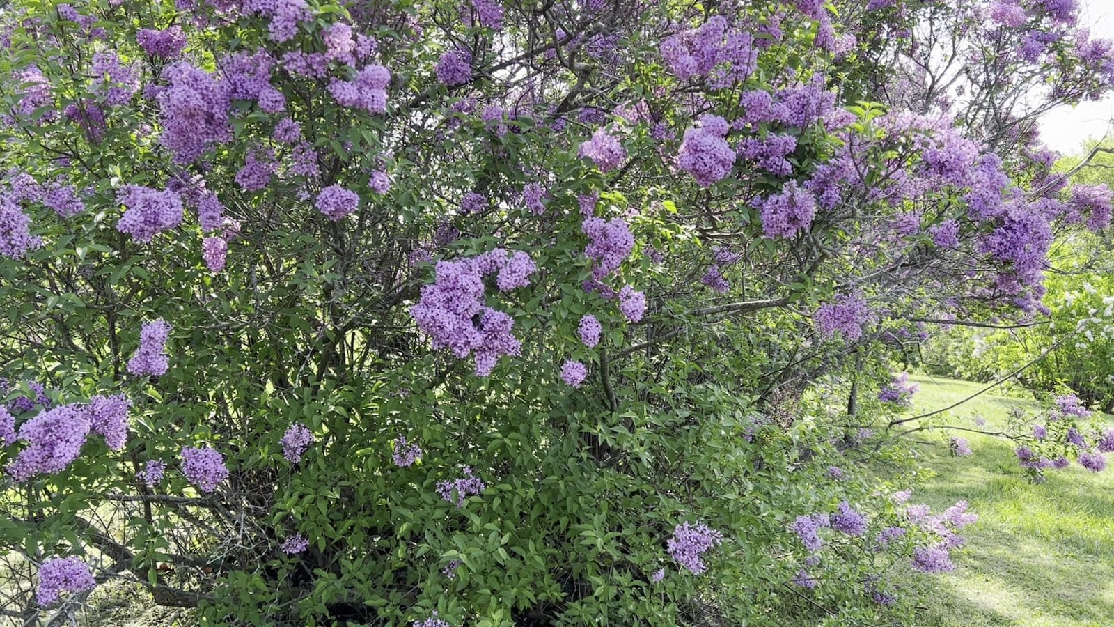 Highland Park, photo 2