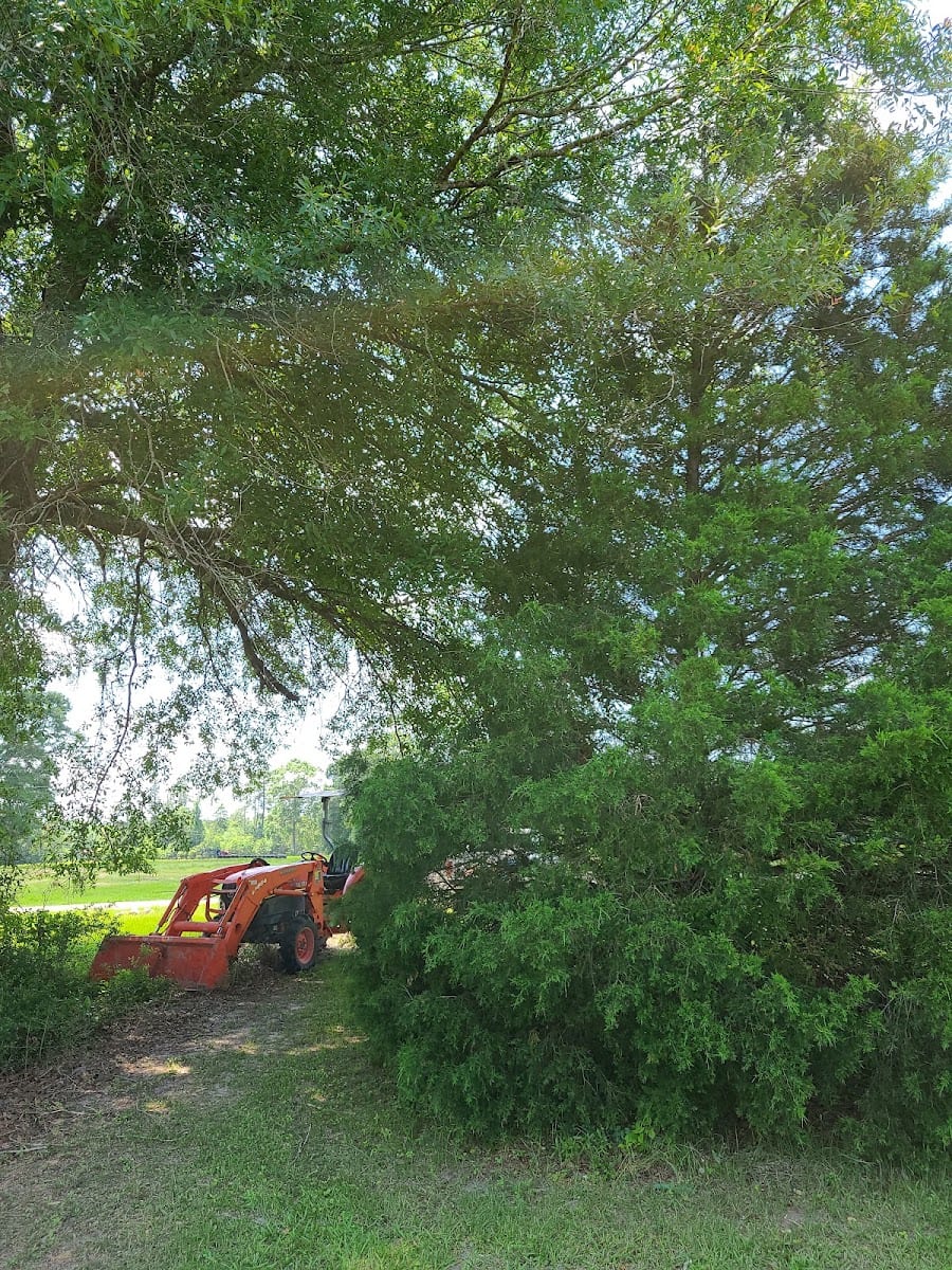 Hagan tree services