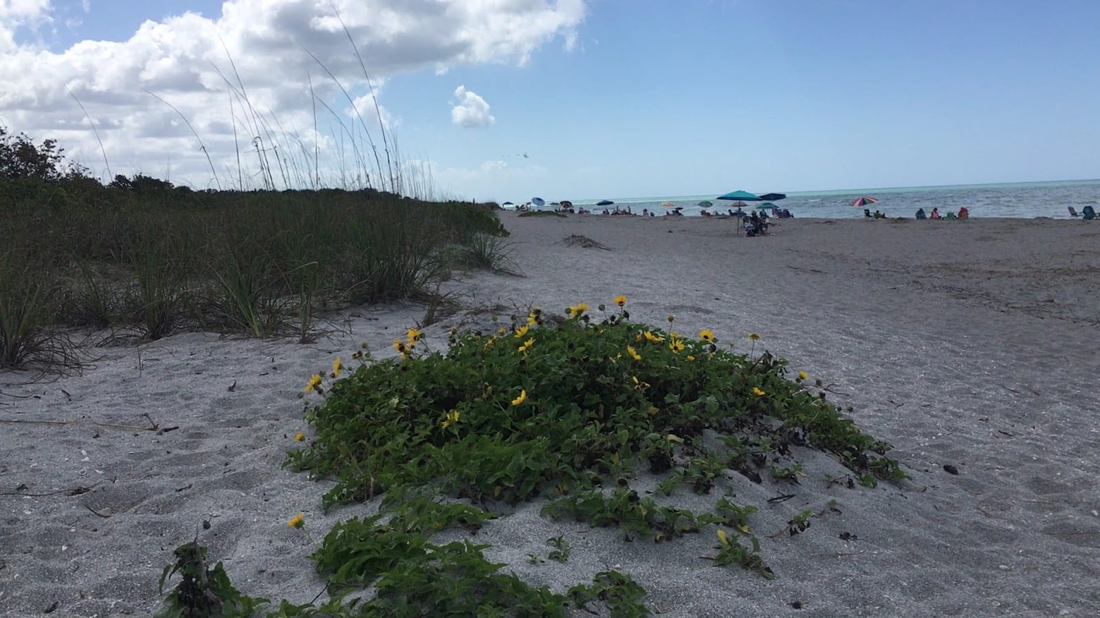 South Brohard Beach Paw Park, photo 2
