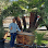 Tony's Landscaping and tree services