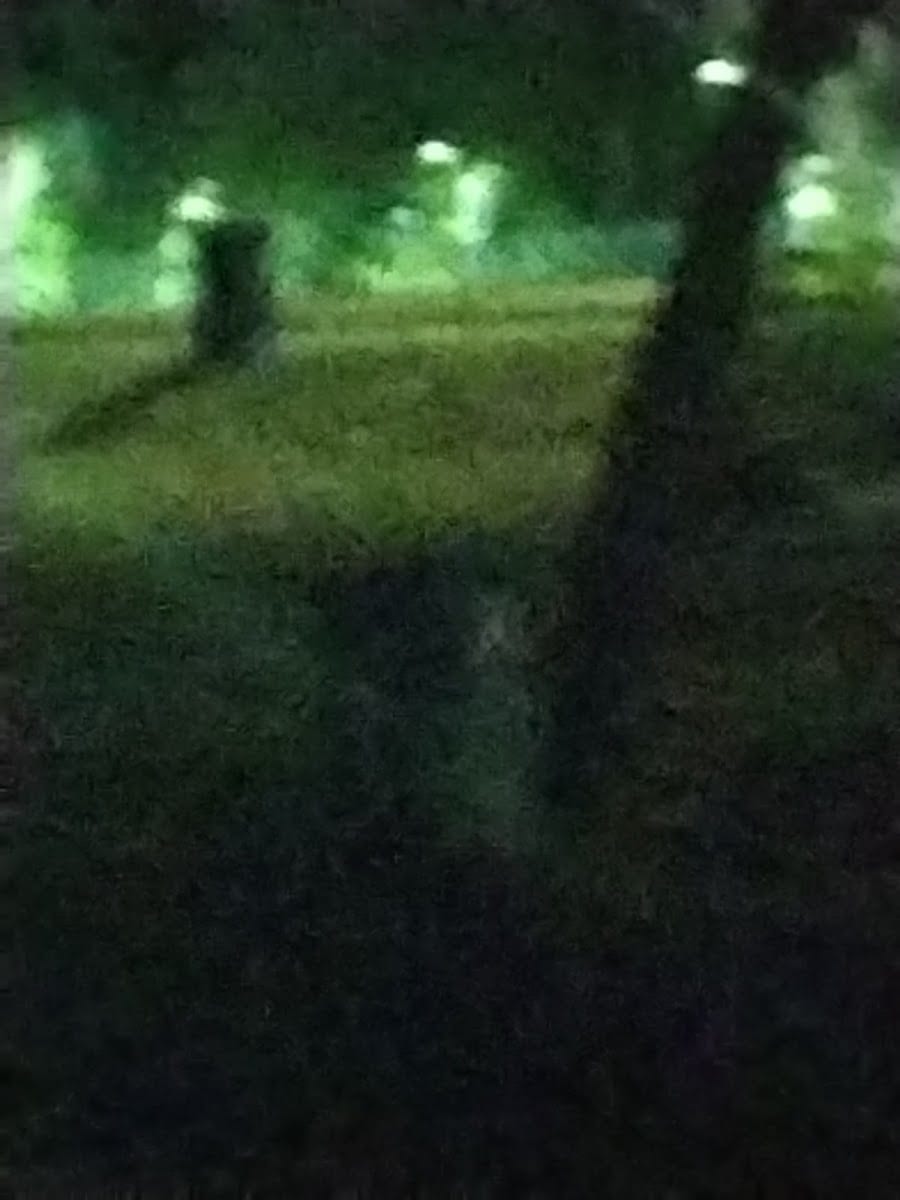 Solomon Memorial Grove