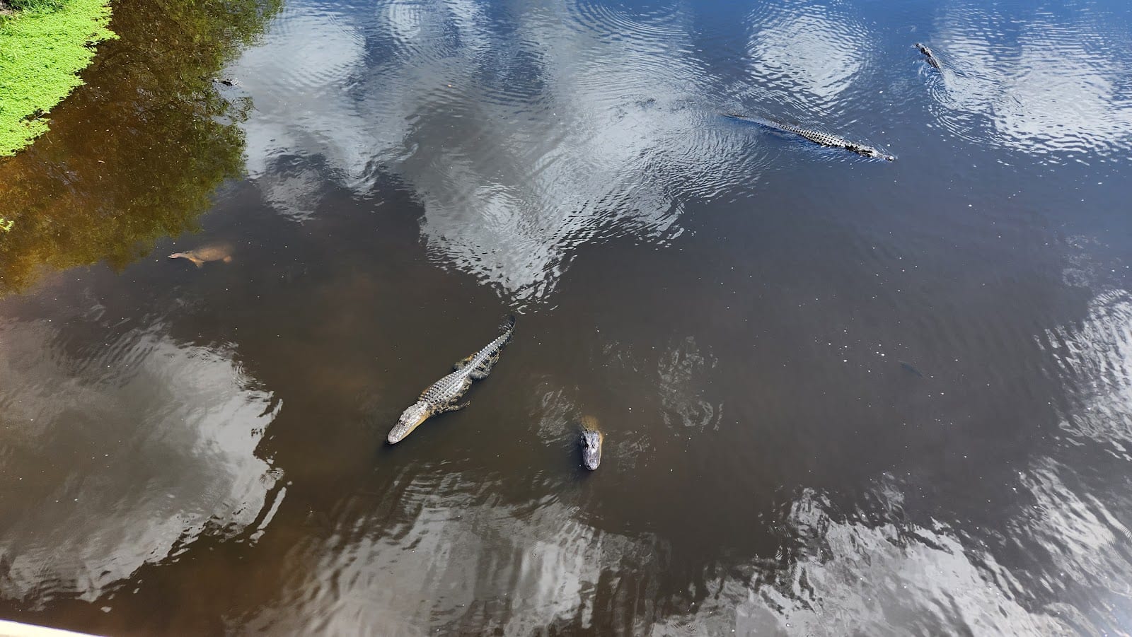 South Pavilion- Myakka River State Park, photo 2