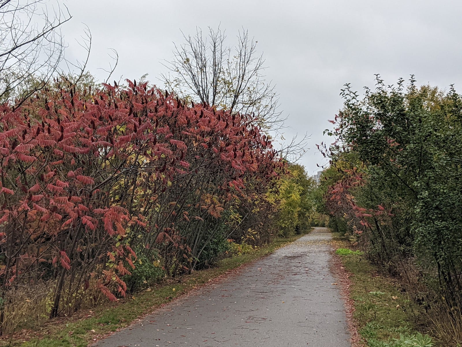 Don Mills Trail