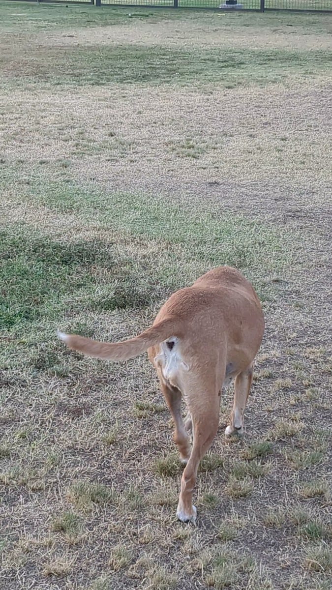 Wagging Tails Dog Park, photo 2