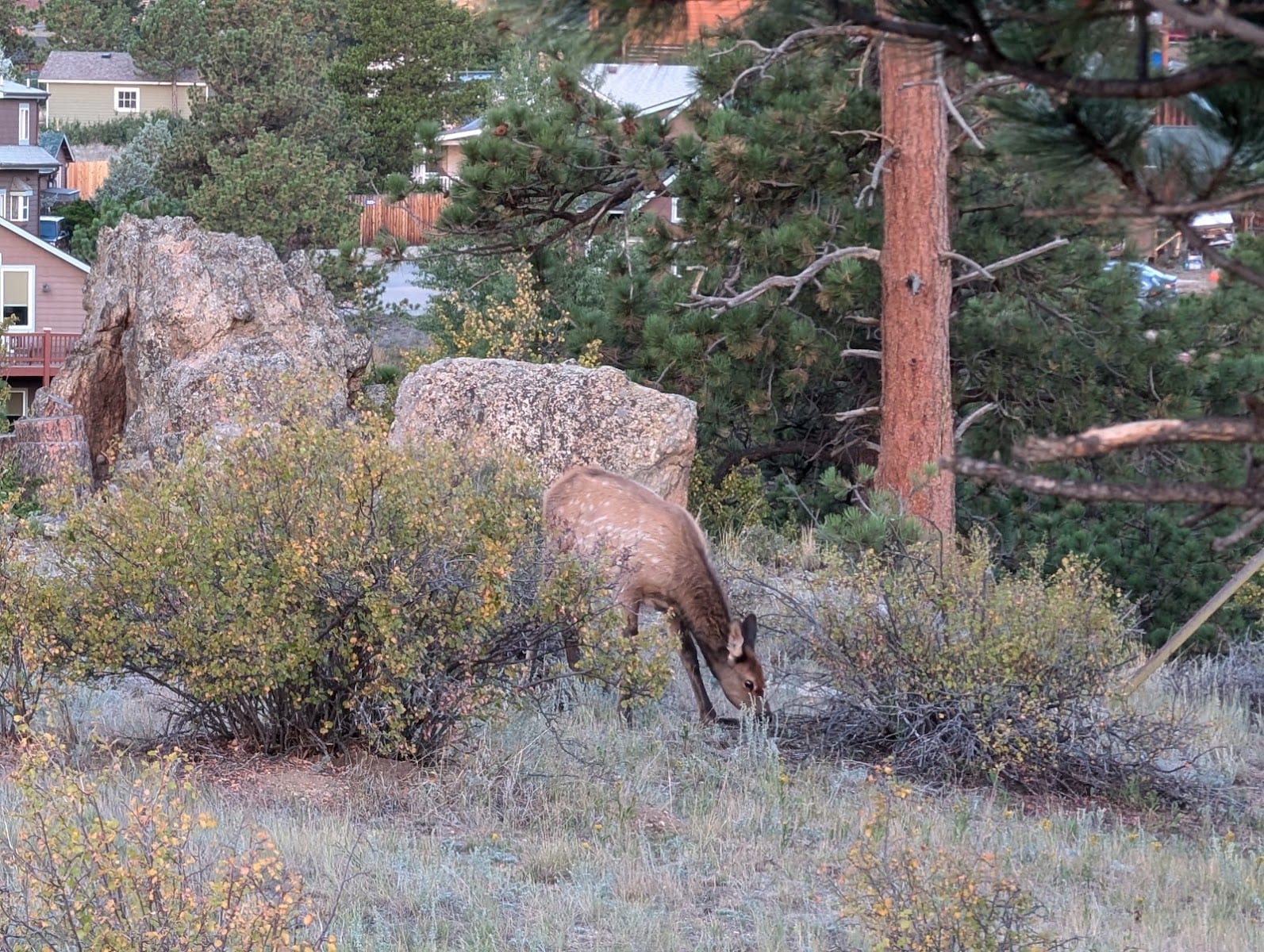 Knoll Willows Trail Head, photo 3