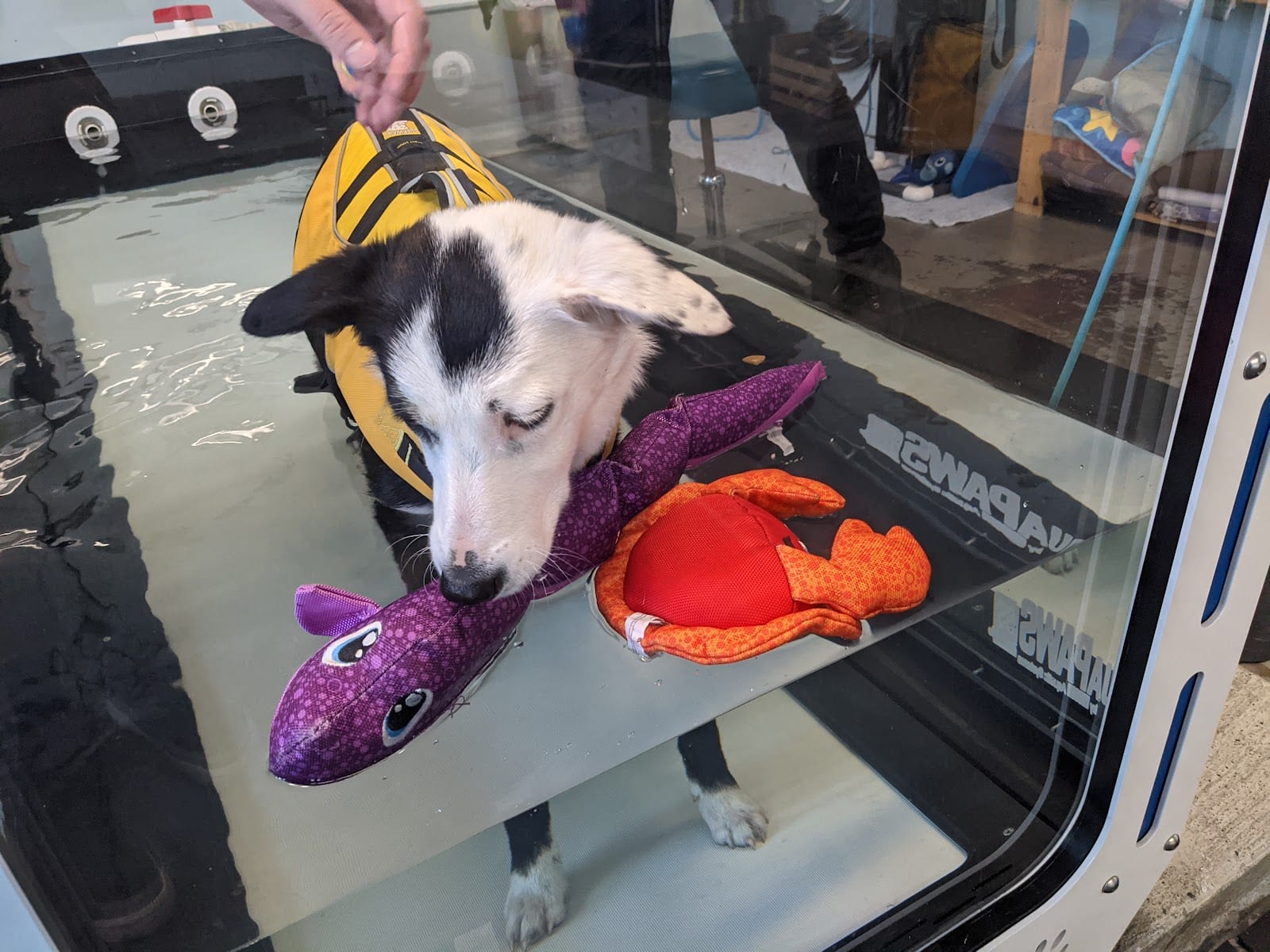 Four Paws Animal Rehabilitation, photo 4
