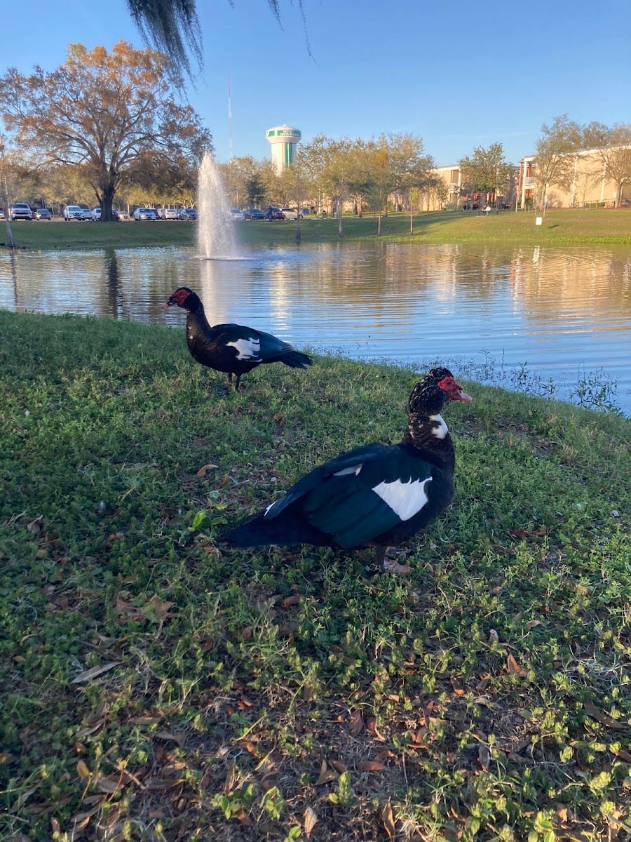 Simmons Park, photo 3