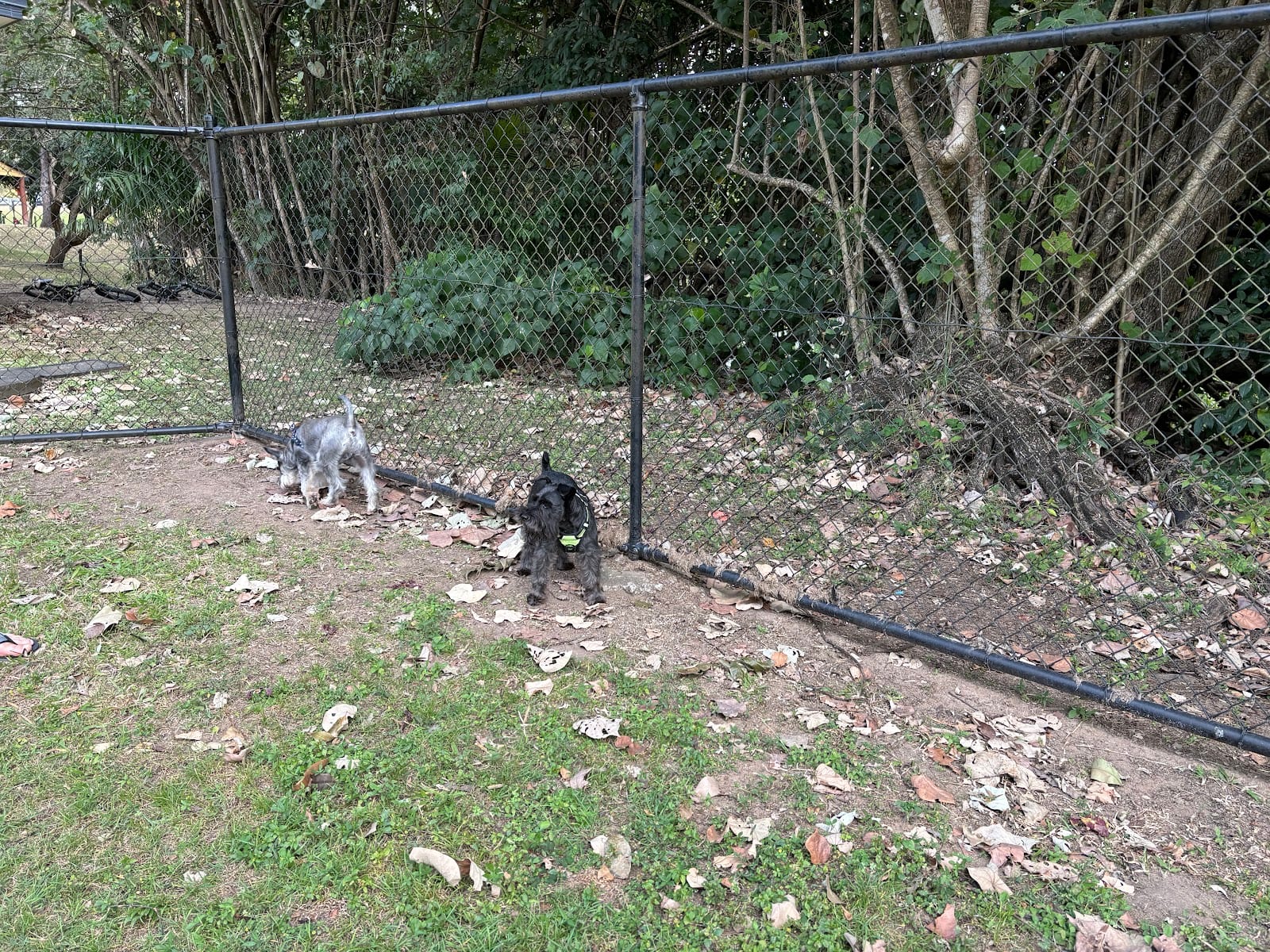 Off lead dog park, photo 3