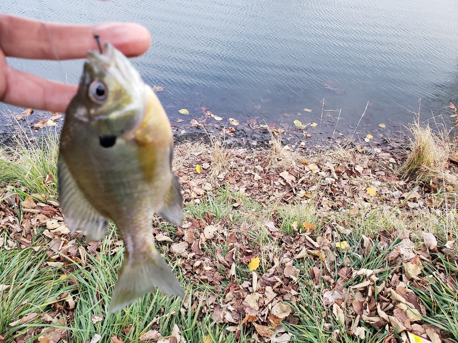 Lakeside Park South, photo 3