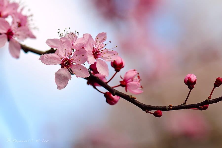 I Blossom Beauty Salon, photo 2