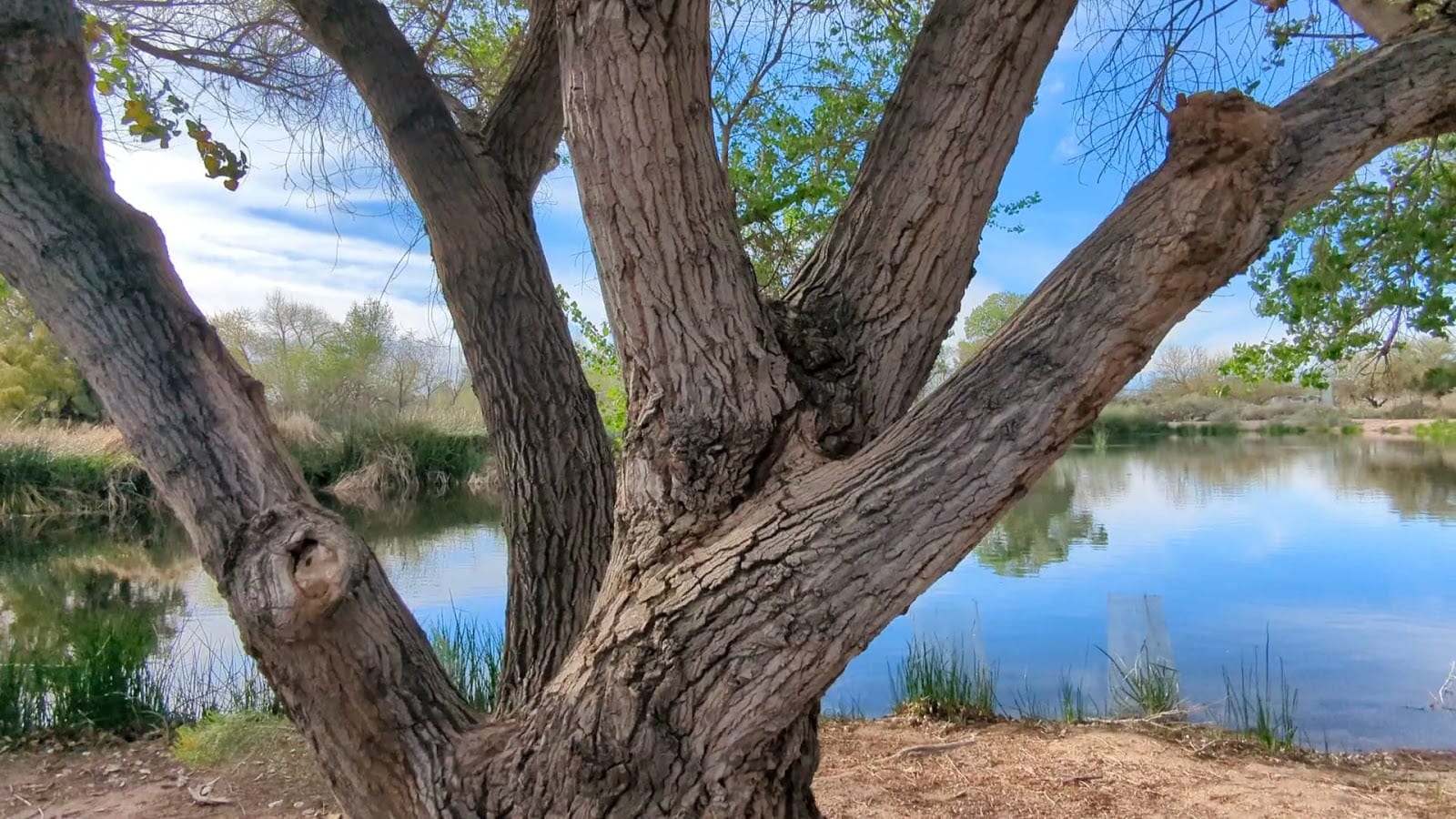 Sweetwater Wetlands Park, photo 3
