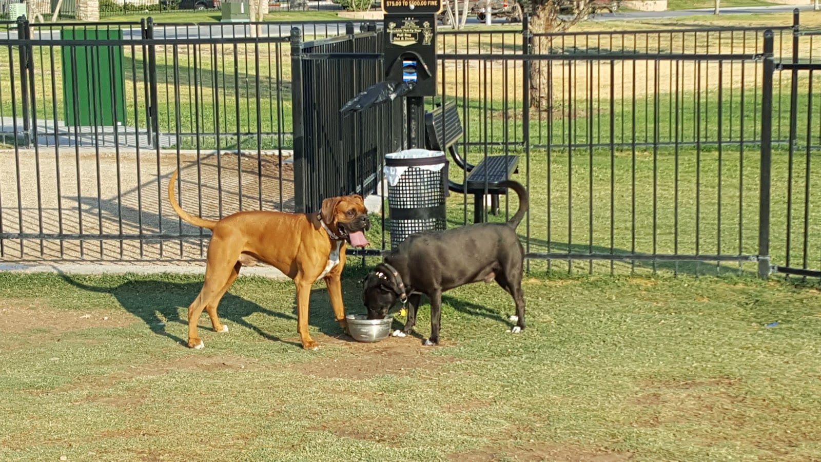 Private Dog Park Lubbock