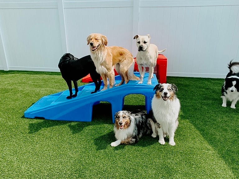 The Ark Pet Spa & Hotel - Madison