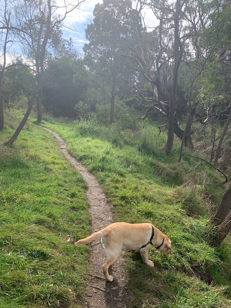 Leash free area (fenced)