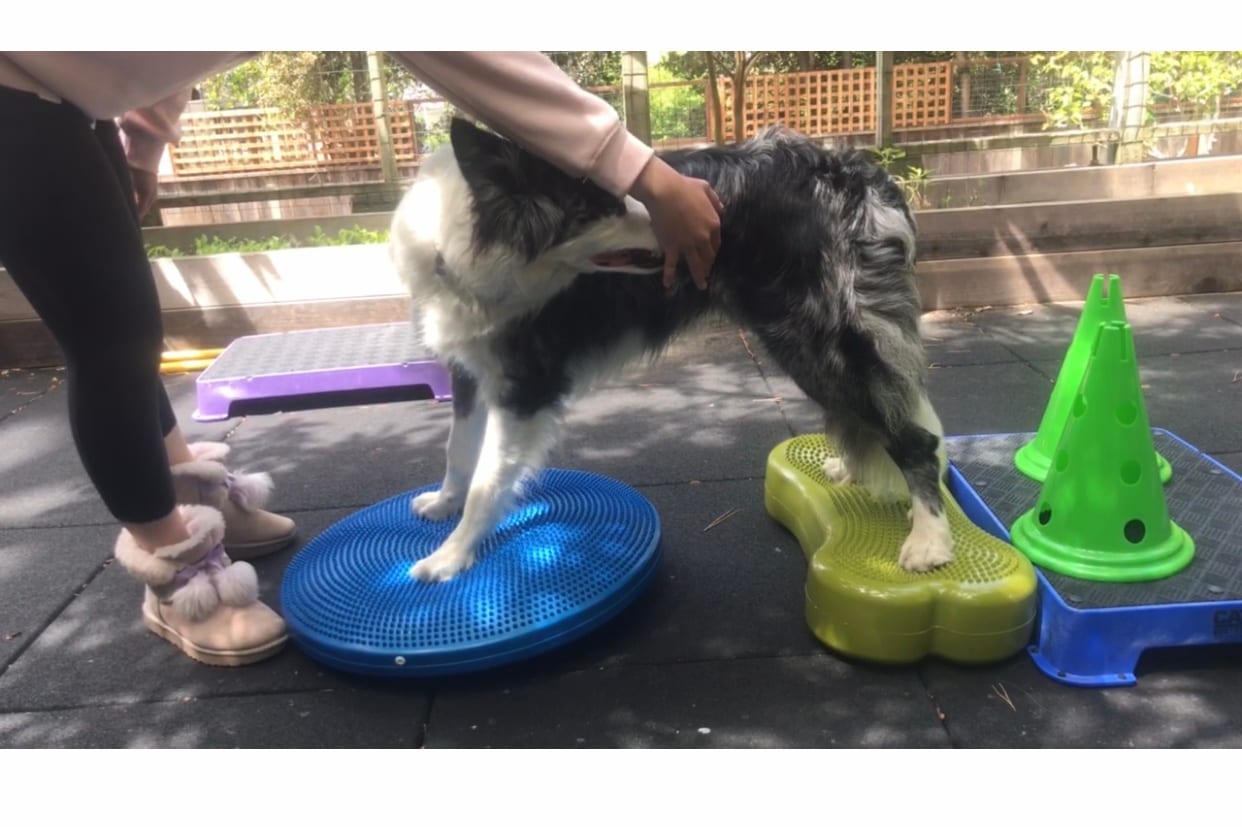 Happy Hounds Massage & Fitness