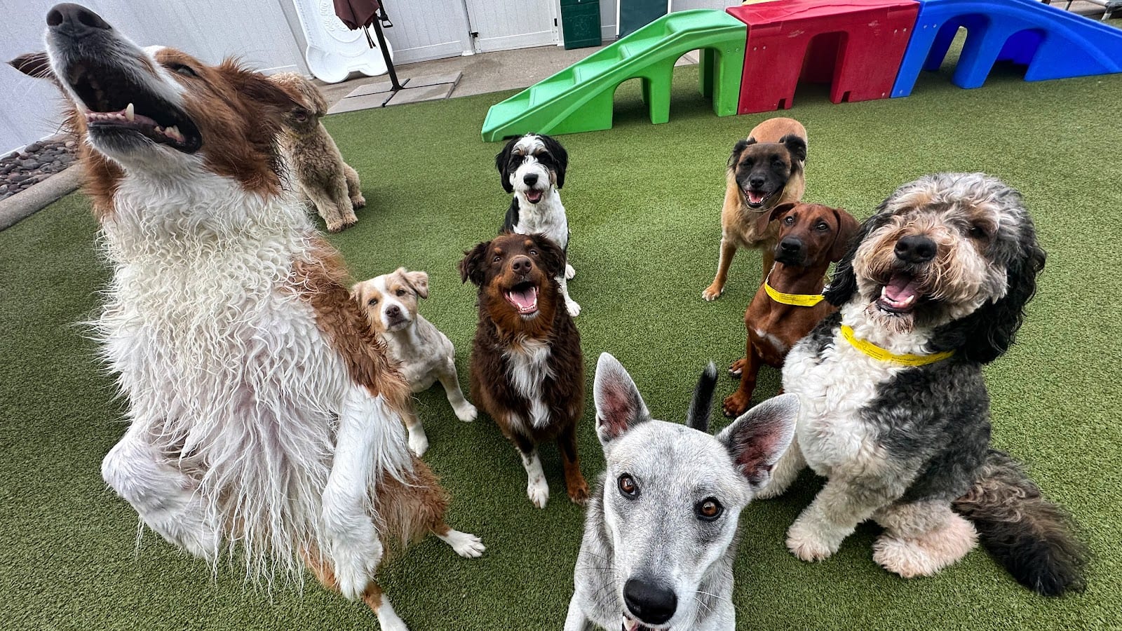 Jackson's Place Unleashed Pet Resort & Bakery - Dog Daycare, Dog Boarding, Dog Grooming & Dog Training, photo 2