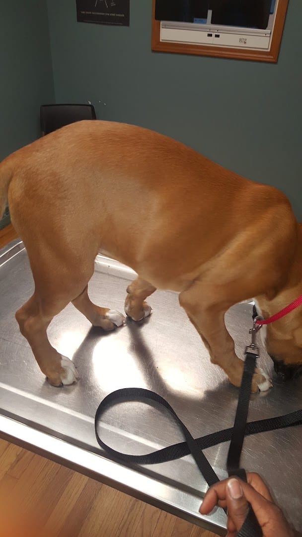 Kaspari Veterinary Clinic, photo 4