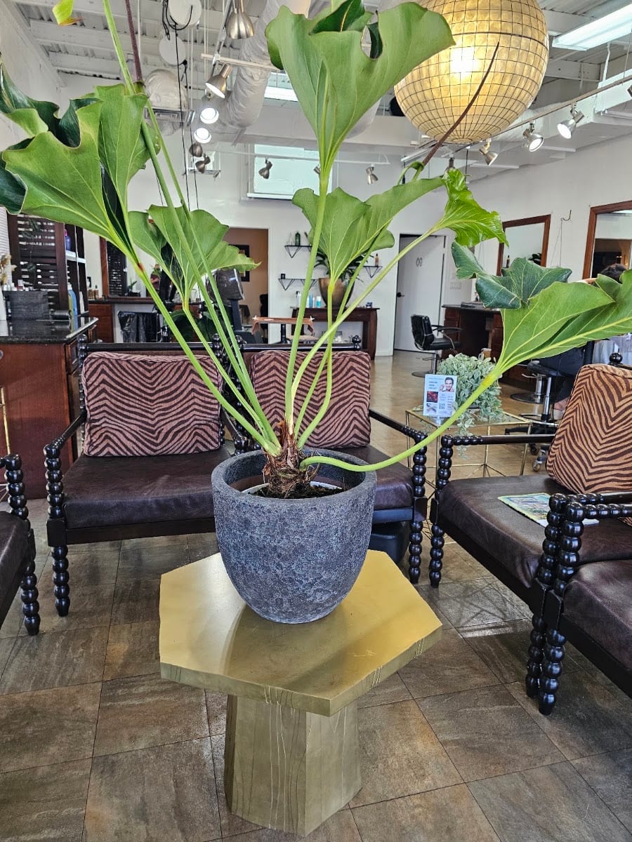 Nueve Salon & Spa