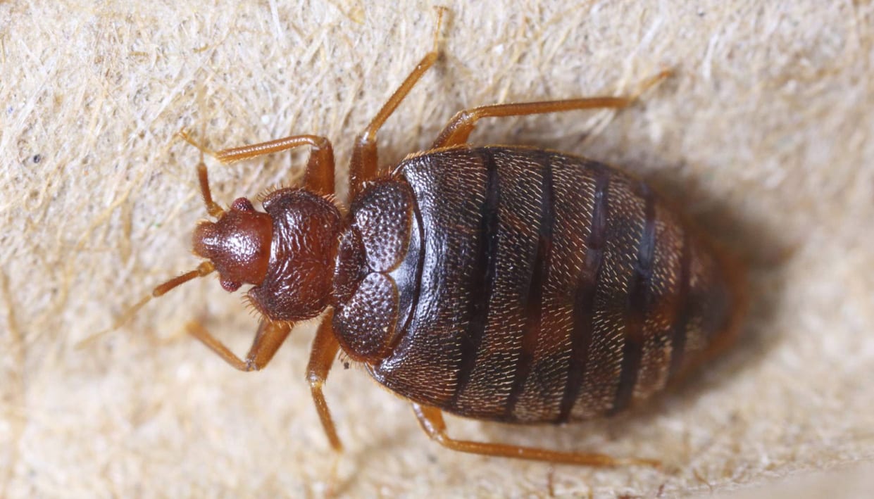 Exterminators Edmonton, photo 2