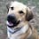 Waggin' Tail Ranch RV Resort